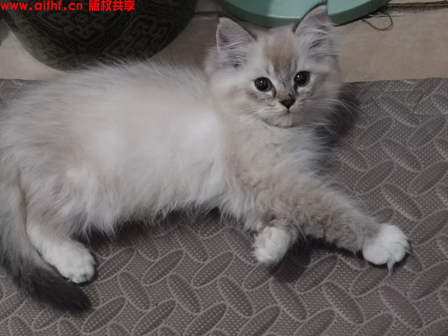 小土豆:猫的快乐自由自在
